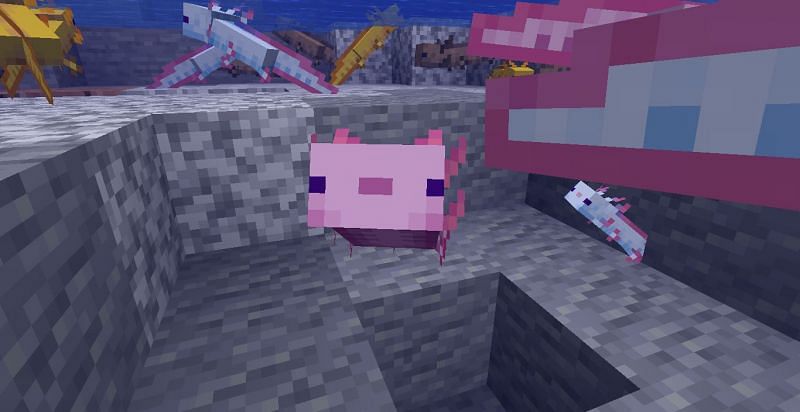 Cute axolotls (Image via Minecraft)
